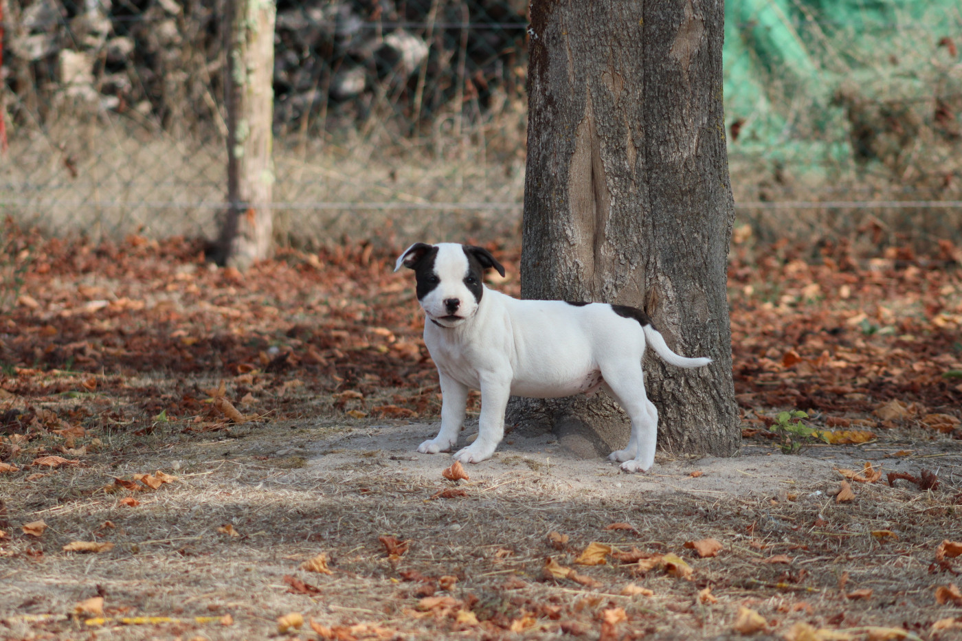 Of The Fara Family - Chiots disponibles - Staffordshire Bull Terrier