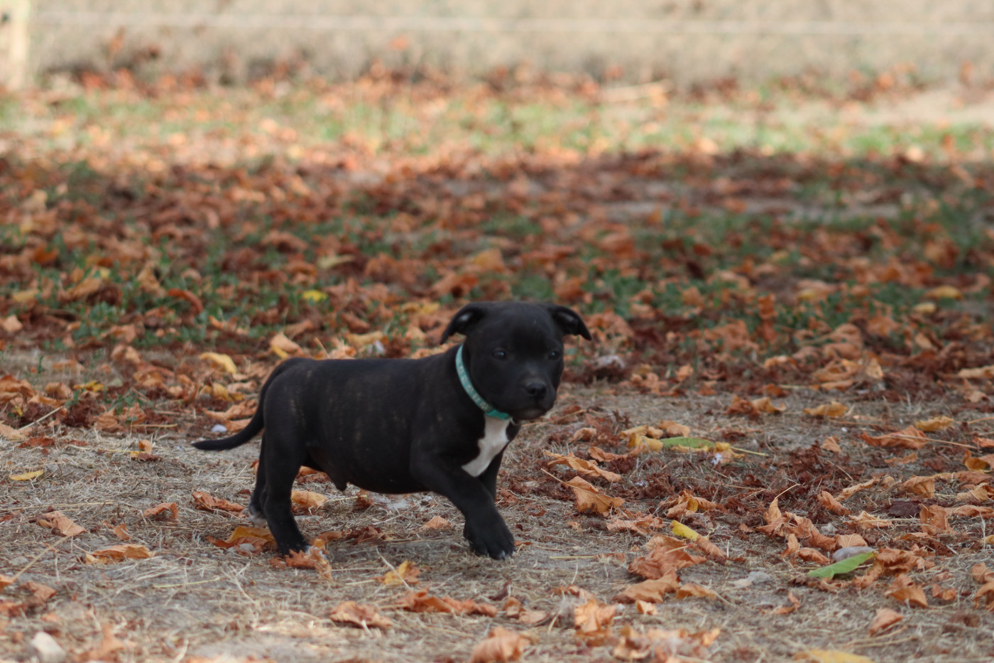 Of The Fara Family - Chiots disponibles - Staffordshire Bull Terrier