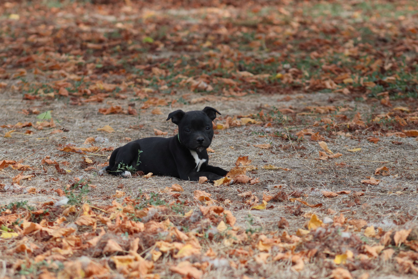 Of The Fara Family - Chiots disponibles - Staffordshire Bull Terrier