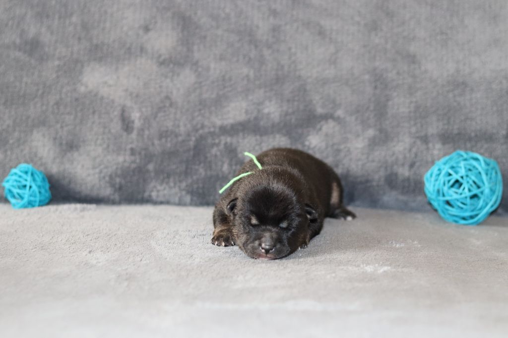 Of The Fara Family - Chiots disponibles - Shiba