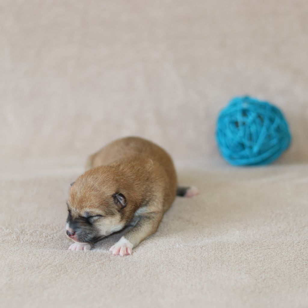 Of The Fara Family - Chiots disponibles - Shiba