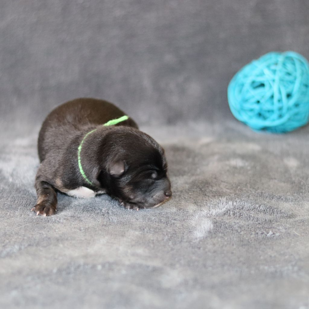 Of The Fara Family - Chiots disponibles - Shiba