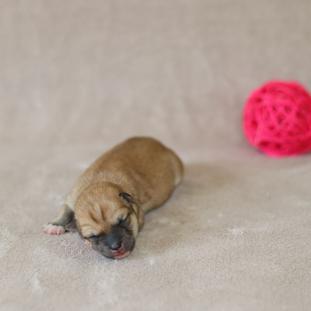 Of The Fara Family - Chiots disponibles - Shiba