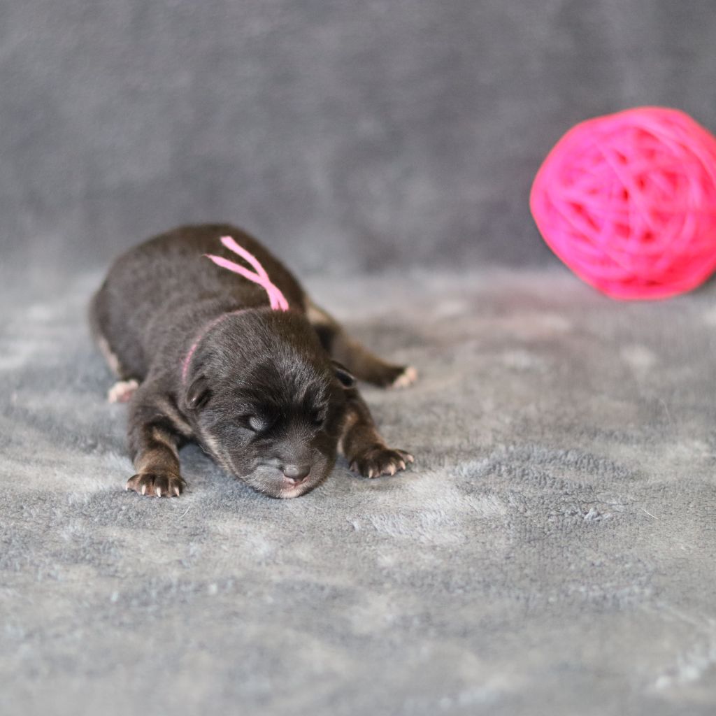 Of The Fara Family - Chiots disponibles - Shiba