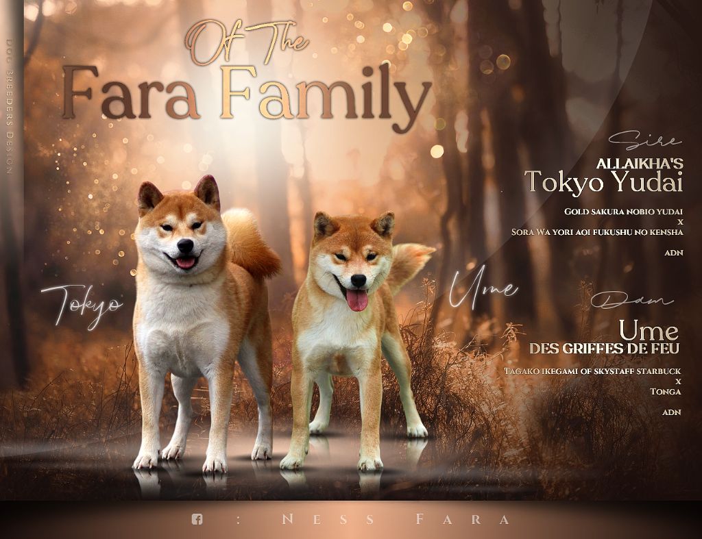 Chiot Shiba Of The Fara Family