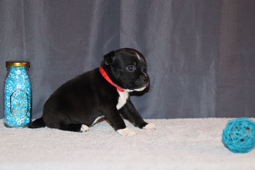 Of The Fara Family - Chiots disponibles - Staffordshire Bull Terrier