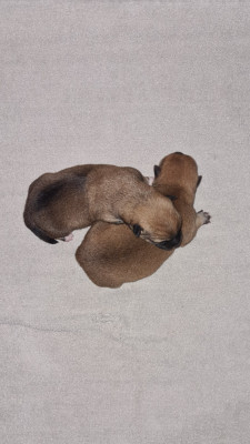 CHIOT 2