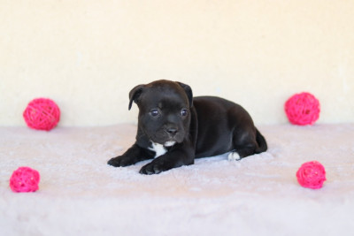 CHIOT 2