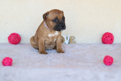 CHIOT 3