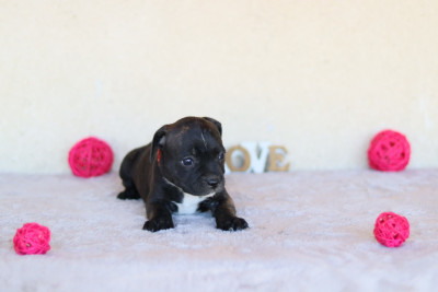 CHIOT 4