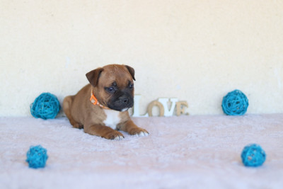CHIOT 5