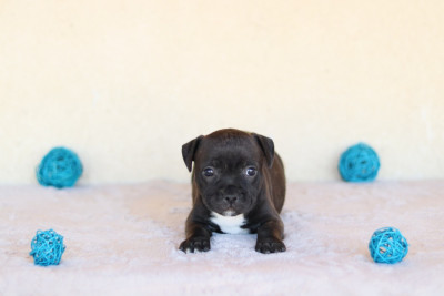 CHIOT 6