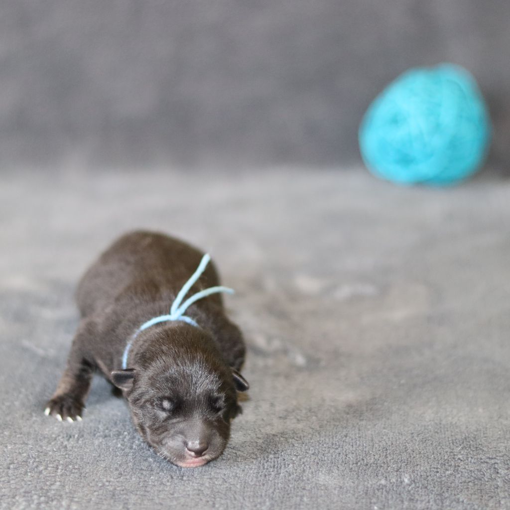 Of The Fara Family - Chiots disponibles - Shiba