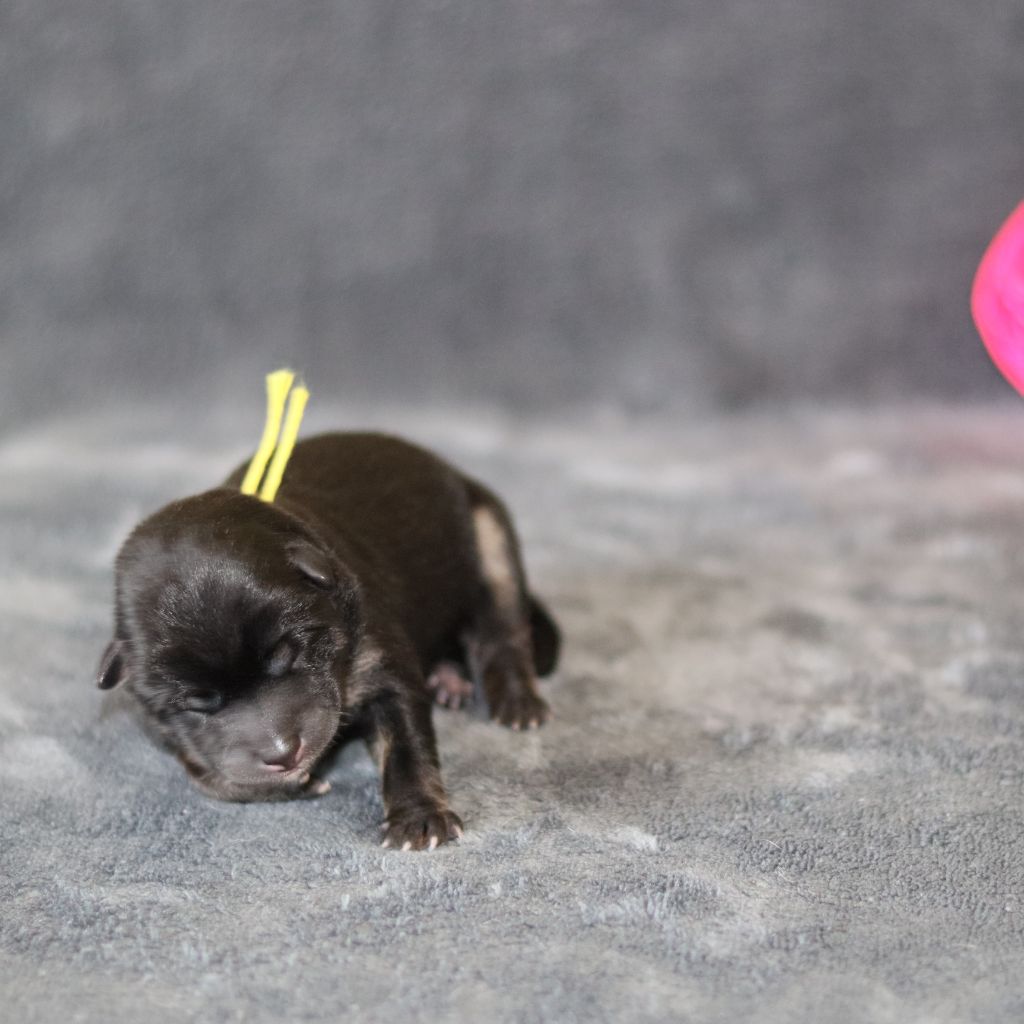 Of The Fara Family - Chiots disponibles - Shiba