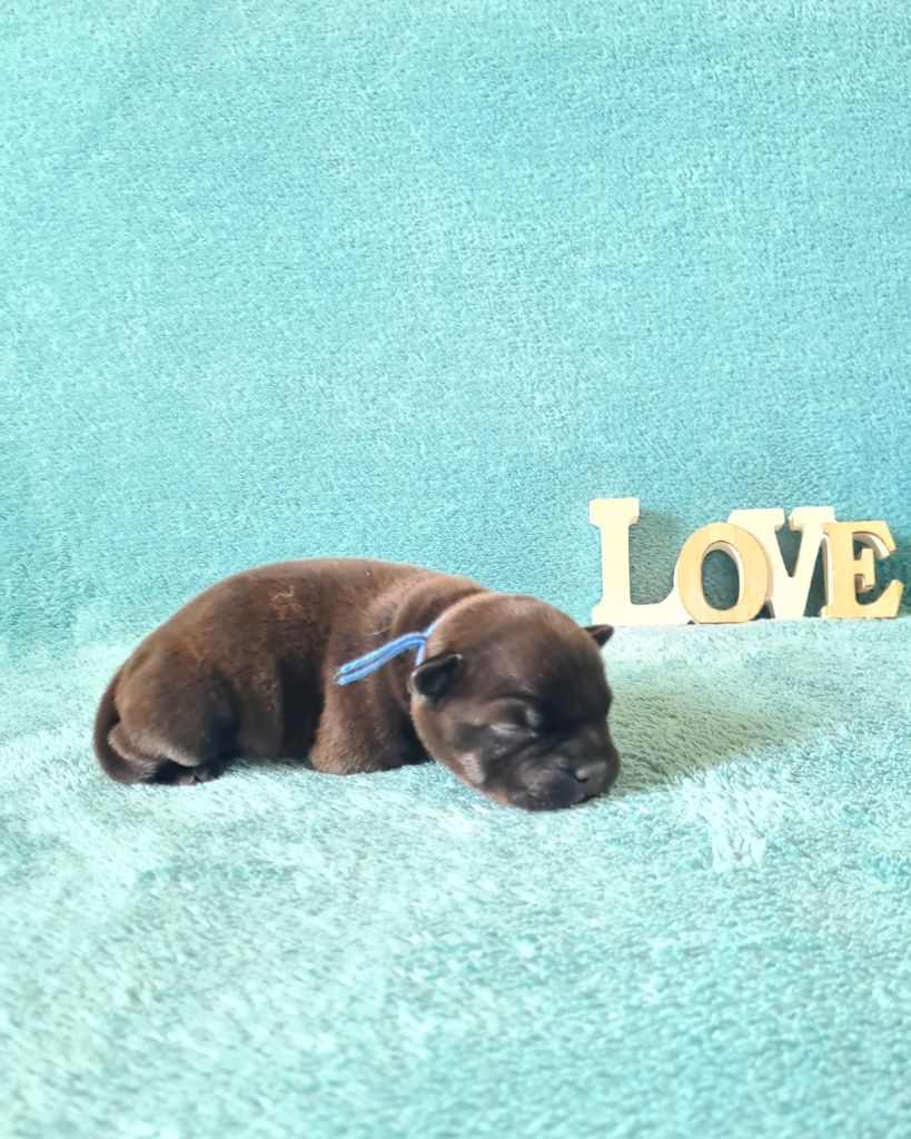 Of The Fara Family - Chiots disponibles - Staffordshire Bull Terrier