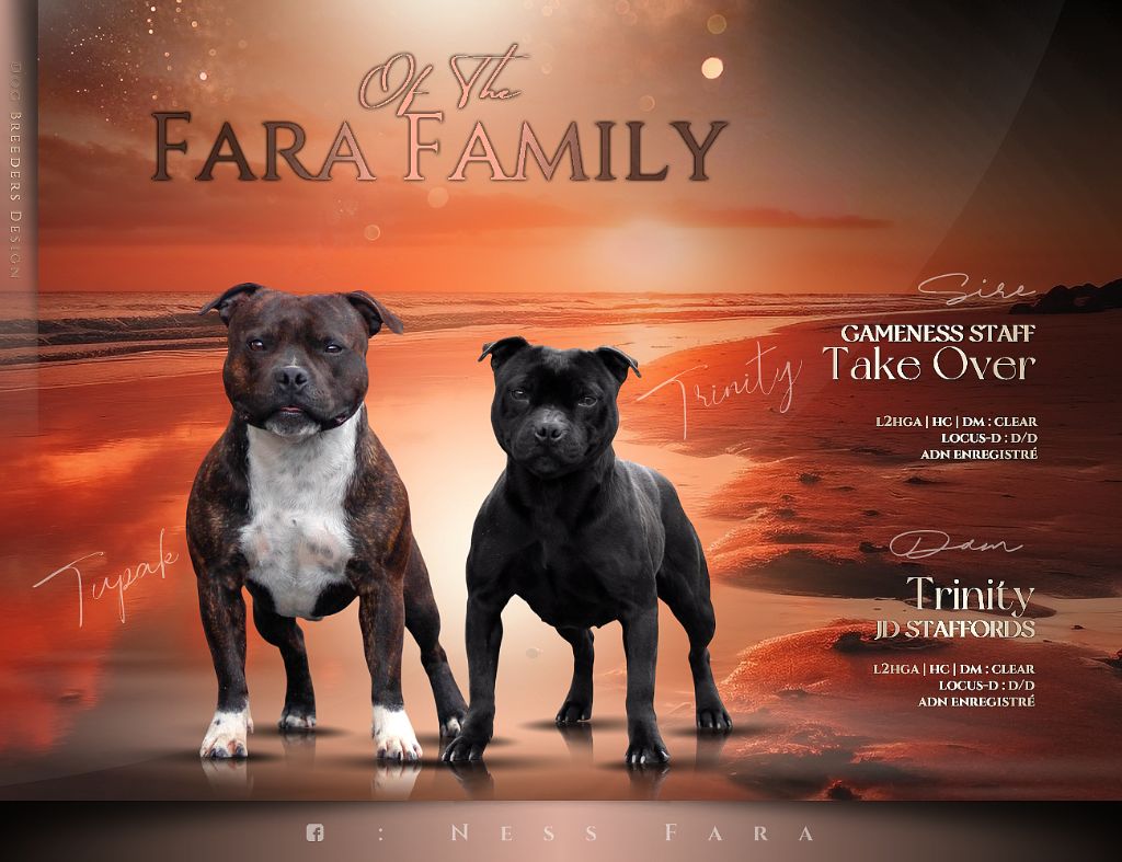 Chiot Staffordshire Bull Terrier Of The Fara Family