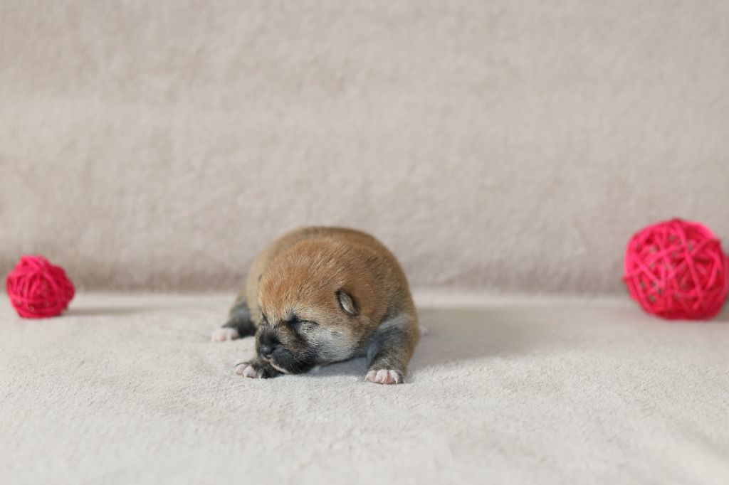 Of The Fara Family - Chiots disponibles - Shiba