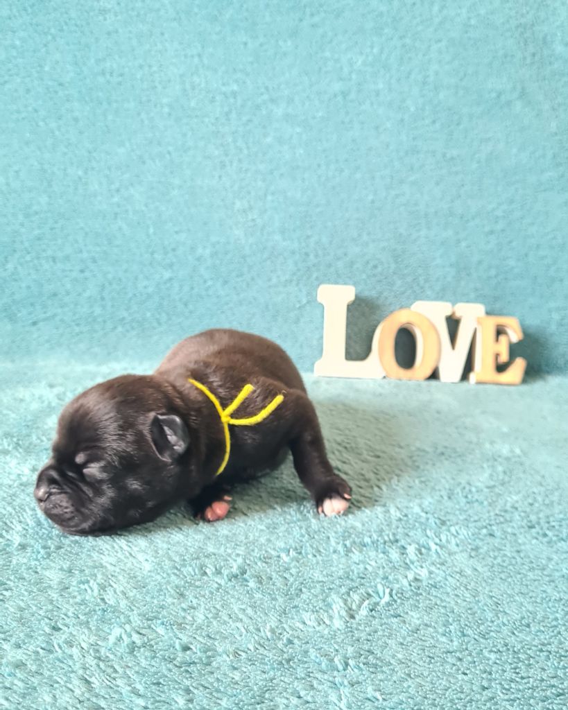 Of The Fara Family - Chiots disponibles - Staffordshire Bull Terrier