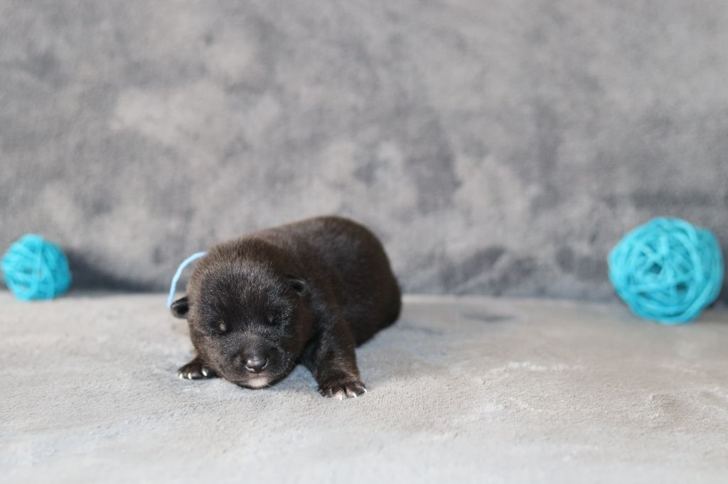 Of The Fara Family - Chiots disponibles - Shiba