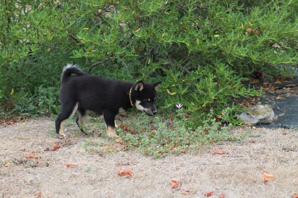 Of The Fara Family - Chiots disponibles - Shiba